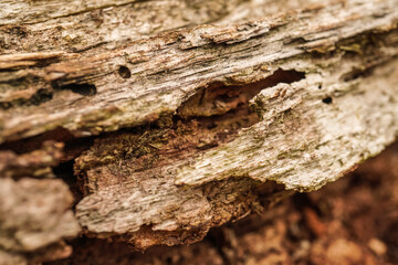 Close up photo of decayed old rotten wood log. Decomposed tree trunk on the ground in the forest. Concept for international forest day, go green, earth day, ecology.