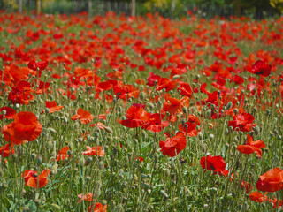 Blooming poppy field in Blumengarten Hirschstetten in Wien