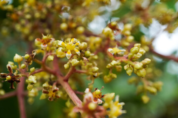 Close up photo of many mango flowers that still blooming on the tree. Concept for agriculture, urban farming.