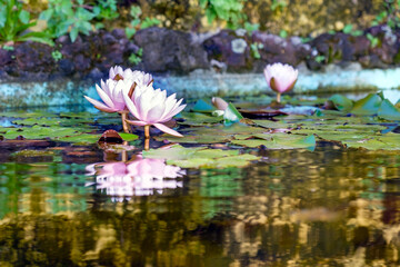 Two lotus flowers in purple color float gracefully on the water