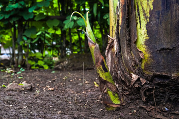Close up photo of banana tree shoot grow on the fertile soil. Concept for agriculture, urban...
