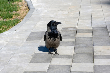 Naklejka premium Crow on the walking path