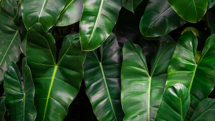 Close up photo of fresh green alocasia leaves. Empty blank copy text space. Concept for World Environment Day and Earth Day.