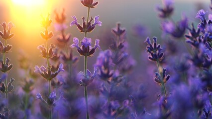 Blooming lavender field sunset. Selective focus. Lavender flower spring background with beautiful...