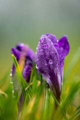 Wiosenne kwiaty-Krokus