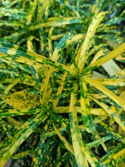 Croton is an extensive plant genus in the spurge family, Euphorbiaceae.