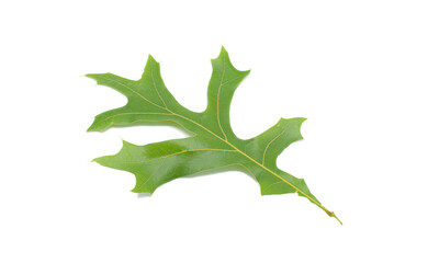 American turkey oak leaf - aka red oak - Quercus laevis - native to the southeastern United States....