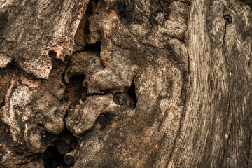 Close up photo of decayed old rotten wood log. Decomposed tree trunk on the ground in the forest....