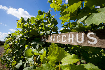 Bacchus vines in summer