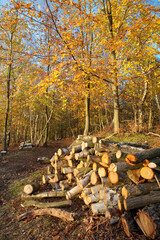 Chopped and stacked logs in autumn woodland