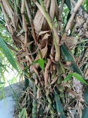 Bamboos are a diverse group of mostly evergreen perennial flowering plants making up the subfamily Bambusoideae of the grass family Poaceae.