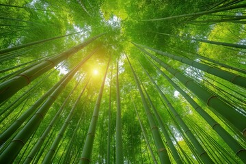 Bamboo Grove: Tall, slender bamboo stalks creating a serene atmosphere. 