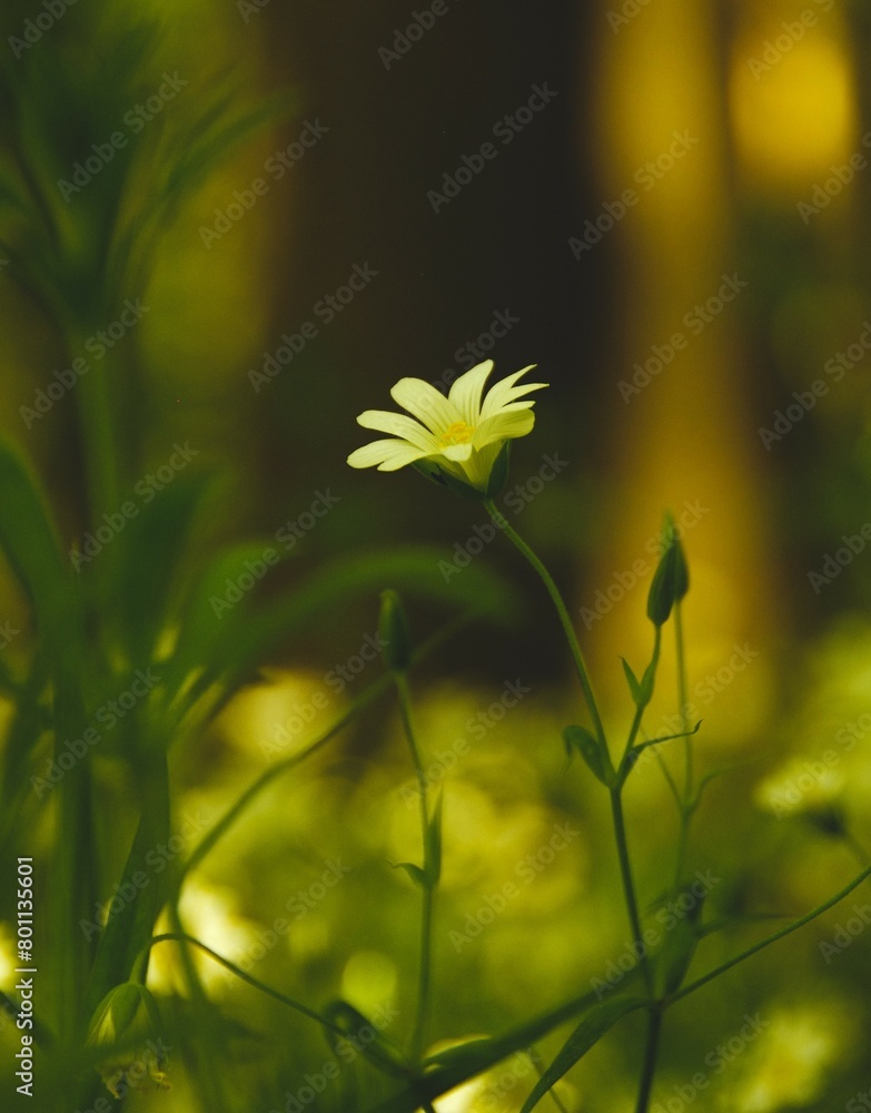 Poster an image of white flowers and bushes in the shade, as seen from behind