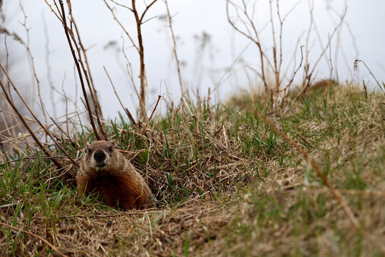 t&ecirc;te de marmotte	dans un champ