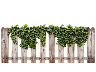 Rustic weathered wooden picket fence covered with ivy and foliage on a transparent background. Old overgrown wooden fence PNG.