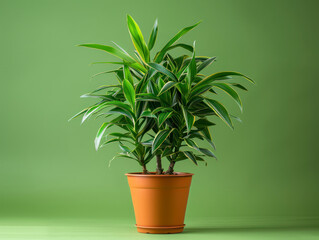 Dracaena plant in bright terracota pot