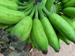 Banana, fruit of the genus Musa, one of the most important fruit crops of the world.