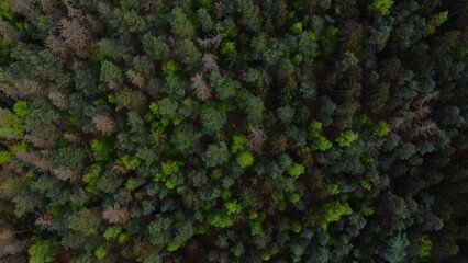 an aerial photo of the top of pine trees in a forest