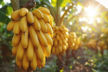 Naklejka premium Banana Tree with Fruit: Cluster of bananas hanging from the tree. 