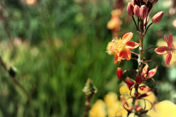 オレンジの花のグラデーション