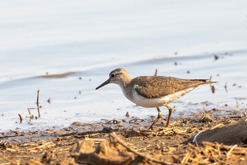 Common Sandpiper (Actitis hypoleucos) wading on the muddy shore of a dam at sunset, Limpopo, South Africa - obrazy, fototapety, plakaty