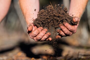 Compost pile, organic thermophilic compost turning in Tasmania Australia. farmer holding soil