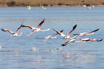 Greater Flamingo (Phoenicopterus roseus)  taking flight over Kliphoek Saltpans, Velddrif, West Coast, South Africa