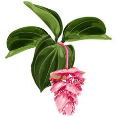 Obraz premium Tropical pink medinilla flower. Stock vector illustration on a white background.