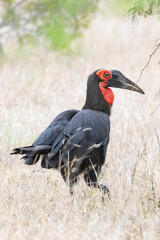 Southern Ground Hornbill (Bucorvus leadbeateri) adult walking in dry savannah grassland, Kruger National Park, South Africa