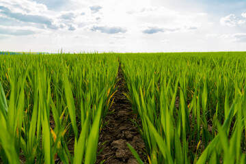 Young wheat sprouts. Small wheat sprouts close-up. Organic food production and cultivation