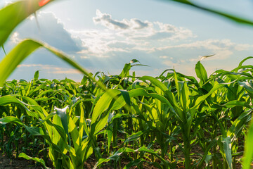 Corn field on a sunny summer day. Corn plantation