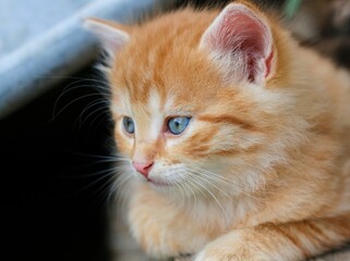 European shorthair cat in its natural environment 