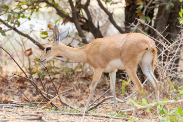 Male Steenbok (Raphicerus campestris) in grassland savannah, Limpopo, South Africa
