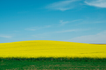 Fototapeta premium Landscape of a field of yellow rape or canola flowers, grown for the rapeseed oil crop.