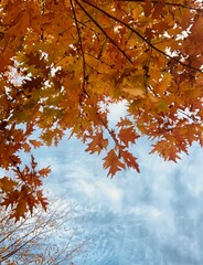 Fototapeta premium autumn maple leaves with blue sky on the back 