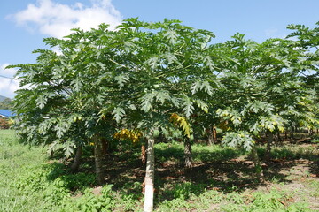 Papayafarm bei La Fortuna in Costa Rica