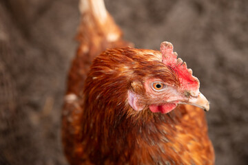 domestic chick hen head, eye, beak, comb, portrait of red chicken against backdrop of ground. free range chickens, close-up