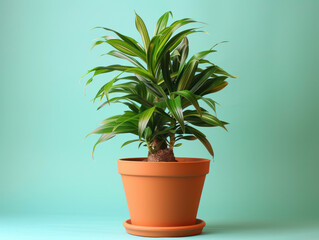 Fototapeta premium Dracaena plant in bright terracota pot