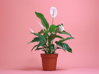 Elegant Peace Lily in a terracotta pot