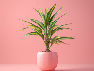 Yuca plant showcased in a simple clay pot.