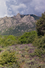 landscape, view, nature, mountains, plants, trees, greenery, spr