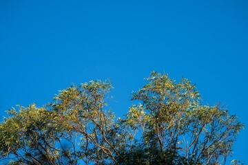 native australian plants in the bush, beautiful gum Trees and shrubs in the Australian bush forest. Gumtrees and native plants growing