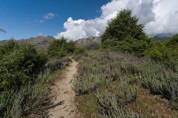 landscape, view, nature, mountains, plants, trees, greenery, spr