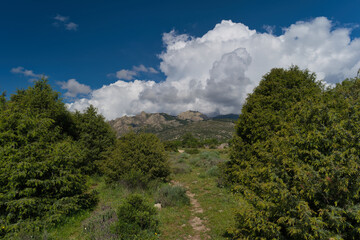 landscape, view, nature, mountains, plants, trees, greenery, spr