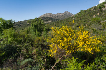 landscape, view, nature, mountains, plants, trees, greenery, spr