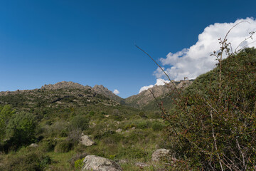 Fototapeta premium landscape, view, nature, mountains, plants, trees, greenery, spr