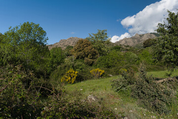 Obraz premium landscape, view, nature, mountains, plants, trees, greenery, spr