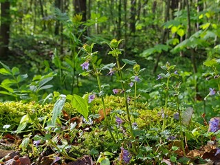 Wildkraut im Frühsommer Gundenmann, Glechoma hederacea, Echt-Gundelrebe, Gundelrebe oder Erdefeu