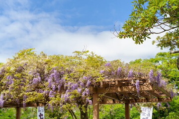 鎌倉 鶴岡八幡宮の源氏池にある旗上弁財天社の藤の花