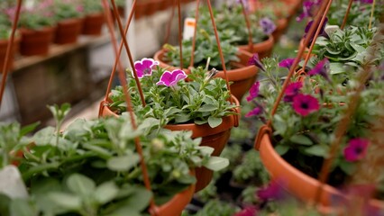 Rows of potted petunias in a greenhouse. Hanging flower baskets. Petunias in a greenhouse. - obrazy, fototapety, plakaty
